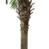 EUROPALMS Phoenix Palm Luxor dirbtinis augalas, 240 cm 82510722