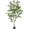 EUROPALMS Dirbtinis beržas, 210 cm 82505232