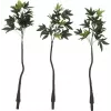 EUROPALMS Dirbtinis Pachira pinigų medis, 160cm 82600165