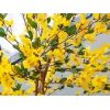 EUROPALMS dirbtinis forsitijos medis su 3 kamienais, geltonas, 150cm 82507102
