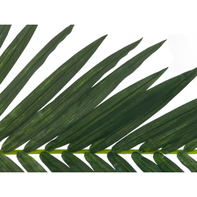 EUROPALMS dirbtinis kokosinės karališkosios palmės lapas, 150 cm 82509845