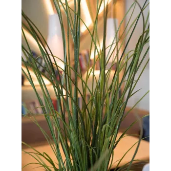 EUROPALMS Dirbtinė nendrių žolė, 145 cm, žalia/ruda, su vazonu 82600229