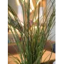 EUROPALMS Dirbtinė nendrių žolė, 145 cm, žalia/ruda, su vazonu 82600229