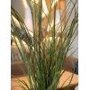 EUROPALMS Dirbtinė nendrių žolė, 145 cm, žalia/ruda, su vazonu 82600229
