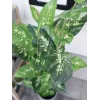 EUROPALMS Dieffenbachia dirbtinis augalas 120cm 82508306