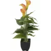 EUROPALMS Calla mini dirbtinis augalas, geltonai oranžinis, 43 cm 82540346