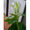 EUROPALMS Calla mini dirbtinis kalis (baltas, 43 cm) 82540347