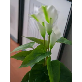 EUROPALMS Calla mini dirbtinis kalis (baltas, 43 cm) 82540347