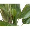 EUROPALMS dirbtinis bananų medis, 170 cm, žali lapai, juoda vaza 82509539