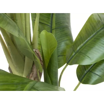 EUROPALMS dirbtinis bananų medis, 170 cm, žali lapai, juoda vaza 82509539