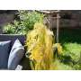 EUROPALMS dirbtinių nendrių žolių puokštė, 118 cm 82600136