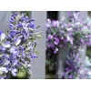 EUROPALMS dirbtinė levandų girlianda, violetinė, 180cm 82503727