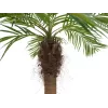 EUROPALMS Luxor lenkta dirbtinė finikų palmė, 240cm 82510726
