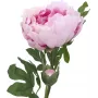 EUROPALMS Peony Branch Classic dirbtinė gėlė, rožinė, 80cm 82530210