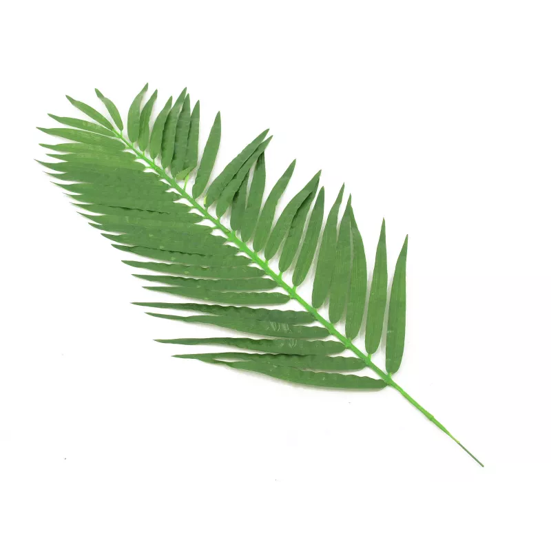EUROPALMS Coconut Palm Frond dirbtinė palmės šakelė, 110cm, 12 vnt. rinkinys 82509897