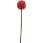 EUROPALMS dirbtinis alliumo stiebas, raudonas, 55cm 82530568