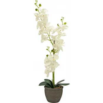 EUROPALMS dirbtinė orchidėja, kreminė, 80cm 82530361