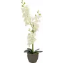 EUROPALMS dirbtinė orchidėja, kreminė, 80cm 82530361