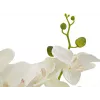 EUROPALMS dirbtinė orchidėja, kreminė, 80cm 82530361