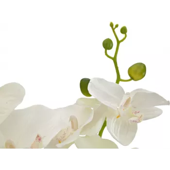 EUROPALMS dirbtinė orchidėja, kreminė, 80cm 82530361