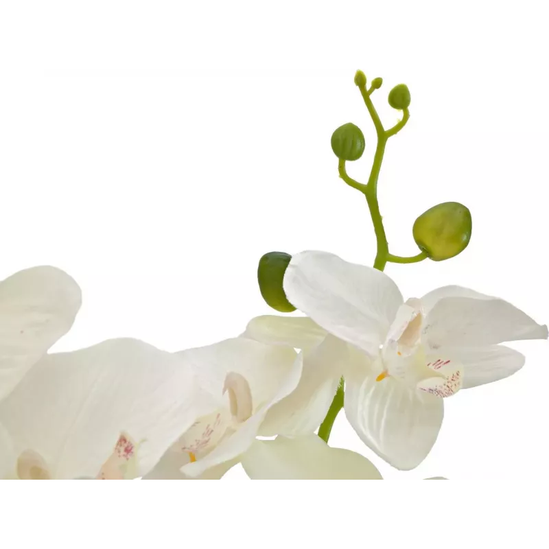 EUROPALMS dirbtinė orchidėja, kreminė, 80cm 82530361