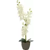 EUROPALMS dirbtinė orchidėja, kreminė, 80cm 82530361