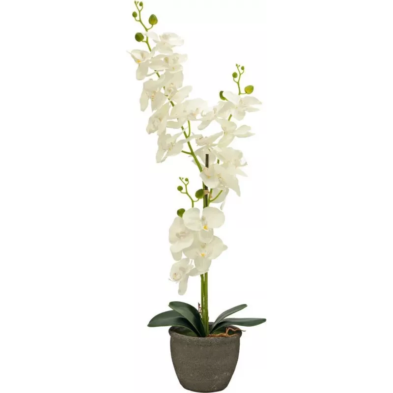 EUROPALMS dirbtinė orchidėja, kreminė, 80cm 82530361