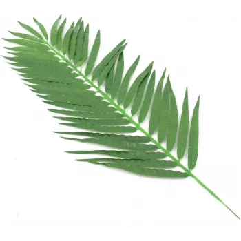 EUROPALMS dirbtinės kokospalmės lapų skrotelės, 90 cm, 12 vnt., žalios 82509896