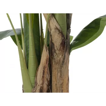 EUROPALMS dirbtinis bananų medis, 120 cm, tikroviški žali lapai, juoda vaza 82509537