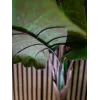 EUROPALMS Alocasia dirbtinis augalas, 140 cm, žalias, juodas vazonas 82508464