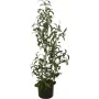 EUROPALMS dirbtinis alyvmedis EUROPALMS, 90 cm, 82506422
