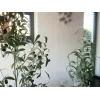 EUROPALMS dirbtinis alyvmedis EUROPALMS, 90 cm, 82506422