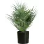 EUROPALMS dirbtinė vėduoklinė palmė vazone, 55 cm 82509401