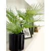 EUROPALMS dirbtinė vėduoklinė palmė vazone, 55 cm 82509401