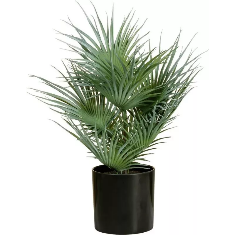 EUROPALMS dirbtinė vėduoklinė palmė vazone, 55 cm 82509401