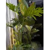 EUROPALMS Split-leaf Philodendron dirbtinis augalas, 120 cm 82600222