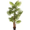 EUROPALMS dirbtinė vėduoklinė palmė, 165 cm 82509305