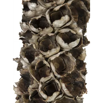 EUROPALMS Cacho Coco dirbtinė kokoso palmė, 120-190 cm, tikro medžio kamienas, 12 lapų, vidaus patalpoms 83502349