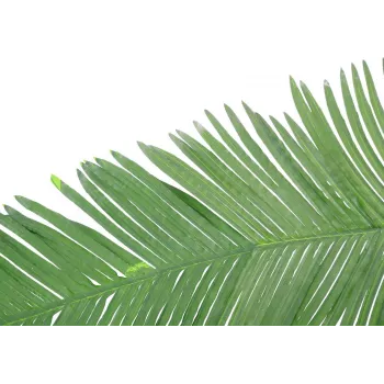 EUROPALMS dirbtinė kokoso karališkosios palmės lapas, 180cm 82509847