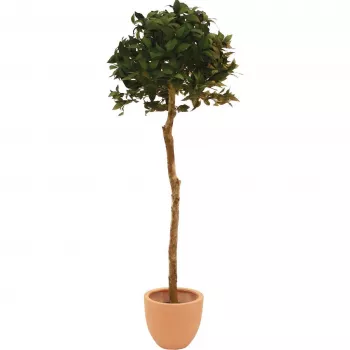 EUROPALMS Dirbtinis lauro lapų rutulio formos medis, 180cm 82506946