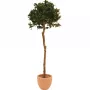 EUROPALMS Dirbtinis lauro lapų rutulio formos medis, 180cm 82506946