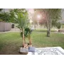 EUROPALMS dirbtinis bananų medis, 210 cm, 82509507