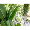 EUROPALMS dirbtinis bananų medis, 210 cm, 82509507