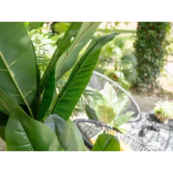 EUROPALMS Dirbtinis bananų medis, 210cm, 18 tekstilinės lapų, plastikinis kamienas ir vazonas, žalia/ruda/juoda 82509507