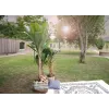 EUROPALMS dirbtinis bananų medis, 210 cm, 82509507