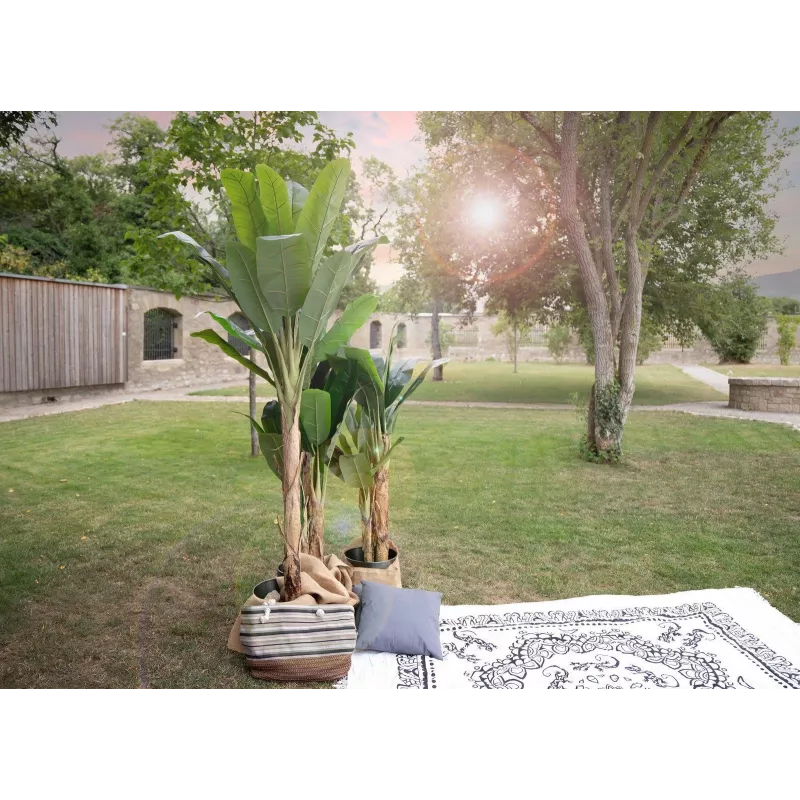 EUROPALMS dirbtinis bananų medis, 210 cm, 82509507