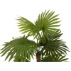 EUROPALMS Fan Palm dirbtinis augalas 130cm 82509302