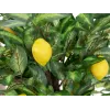 EUROPALMS dirbtinis citrinmedis, 150 cm 82507815