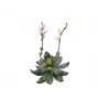 EUROPALMS Stone Rose (EVA) dirbtinis augalas, rožinis, 32cm 82530572