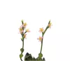 EUROPALMS Stone Rose (EVA) dirbtinis augalas, rožinis, 32cm 82530572